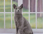 Кошки в Сосновом Бору: Котята русской голубой кошки, 30 000 руб. - фото 1