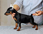 Собаки в Санкт-Петербурге: Цвергпинчер - классный щенок Мальчик, 70 000 руб. - фото 2