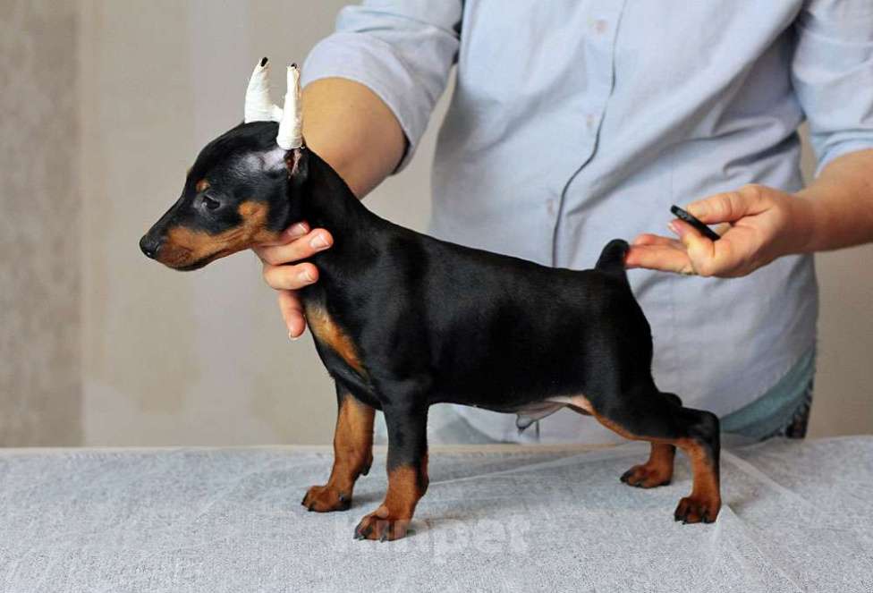 Собаки в Санкт-Петербурге: Цвергпинчер - классный щенок Мальчик, 70 000 руб. - фото 2