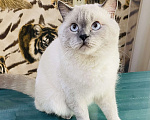 Кошки в Туапсе: Вязка кошек  Мальчик, 2 000 руб. - фото 7