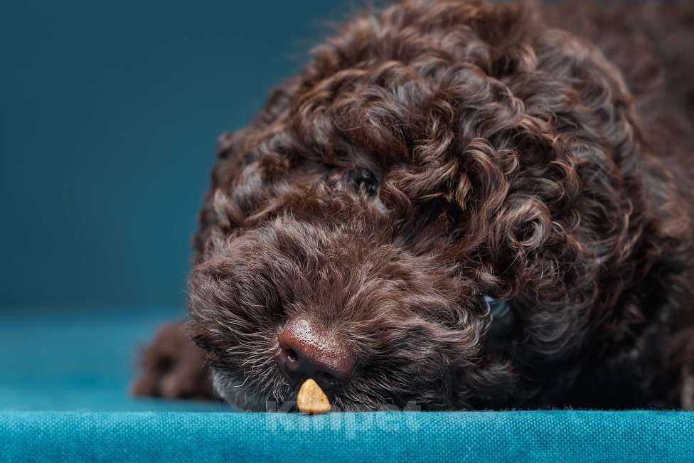 Собаки в Санкт-Петербурге: БУРБОН Мальчик, 220 000 руб. - фото 1