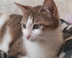 Кошки в Санкт-Петербурге: Кошечка Дейзи ждёт хозяев. Девочка, Бесплатно - фото 4