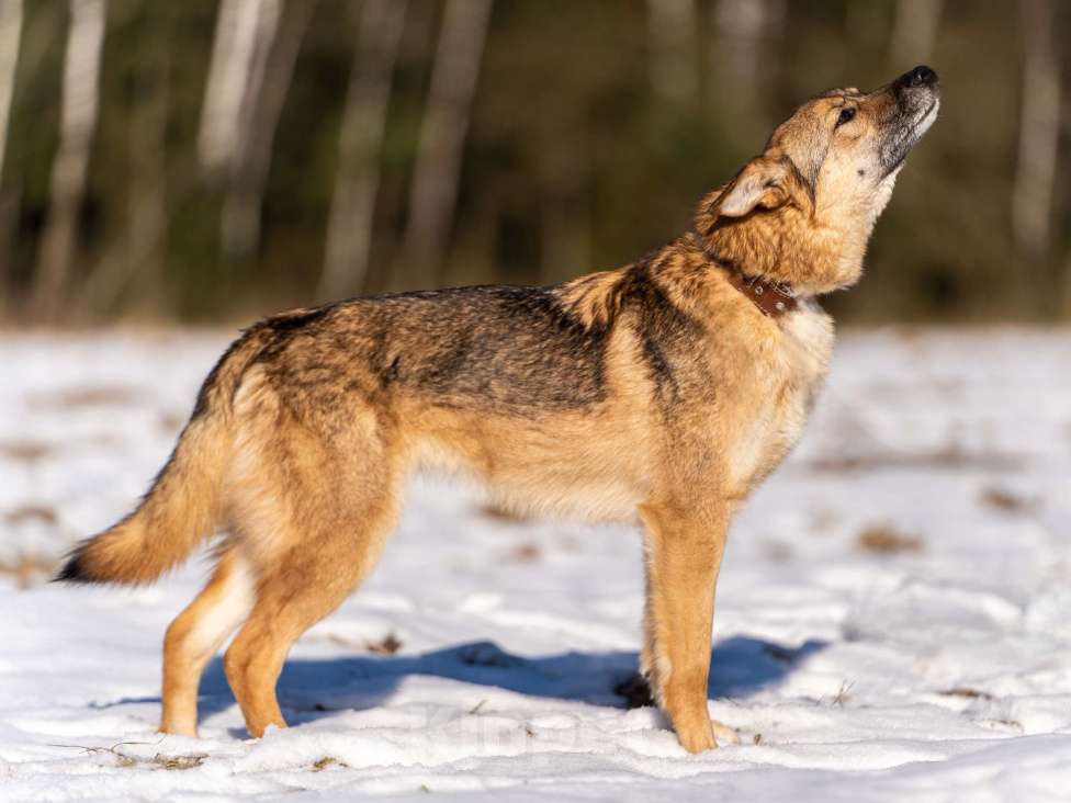 Собаки в Клине: Кейси — трогательная собачка Девочка, Бесплатно - фото 8