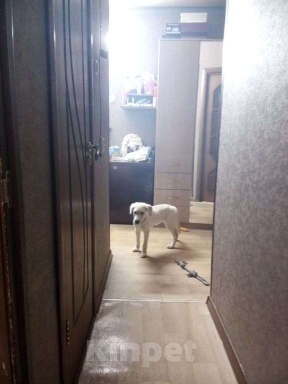 Собаки в Курске: Лабрадор Девочка, 10 000 руб. - фото 2