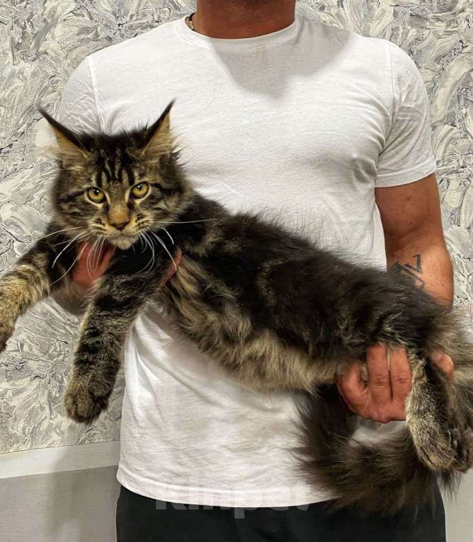 Кошки в Магнитогорске: Высокопородные коты и кошечки из питомника Мальчик, Бесплатно - фото 2