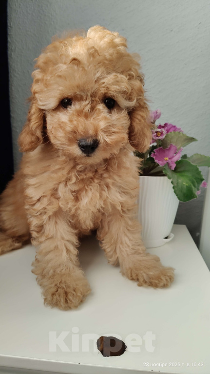 Собаки в Мытищах: Миниатюрный пудель Абель Девочка, 90 000 руб. - фото 2