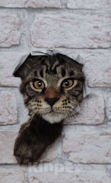 Кошки в Череповце: Мальчик из питомника  Мальчик, 40 000 руб. - фото 4