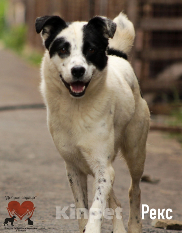 Собаки в Тамбове: Рекс (Бим) Мальчик, Бесплатно - фото 2