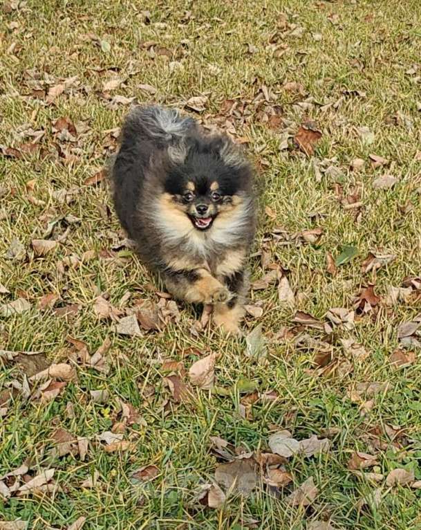 Собаки в Костроме: Померанский шпиц девочка Девочка, 30 000 руб. - фото 5