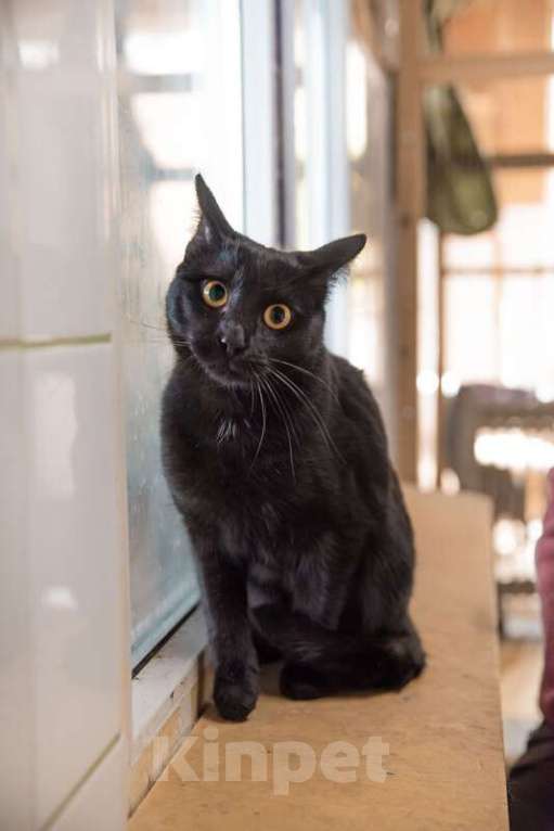 Кошки в Москве: Общительный и галантный кот Базиль ищет хозяина Мальчик, 1 руб. - фото 3