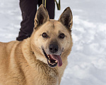 Собаки в других городах Пермского края: Не пес, а звезда! Мальчик, Бесплатно - фото 1