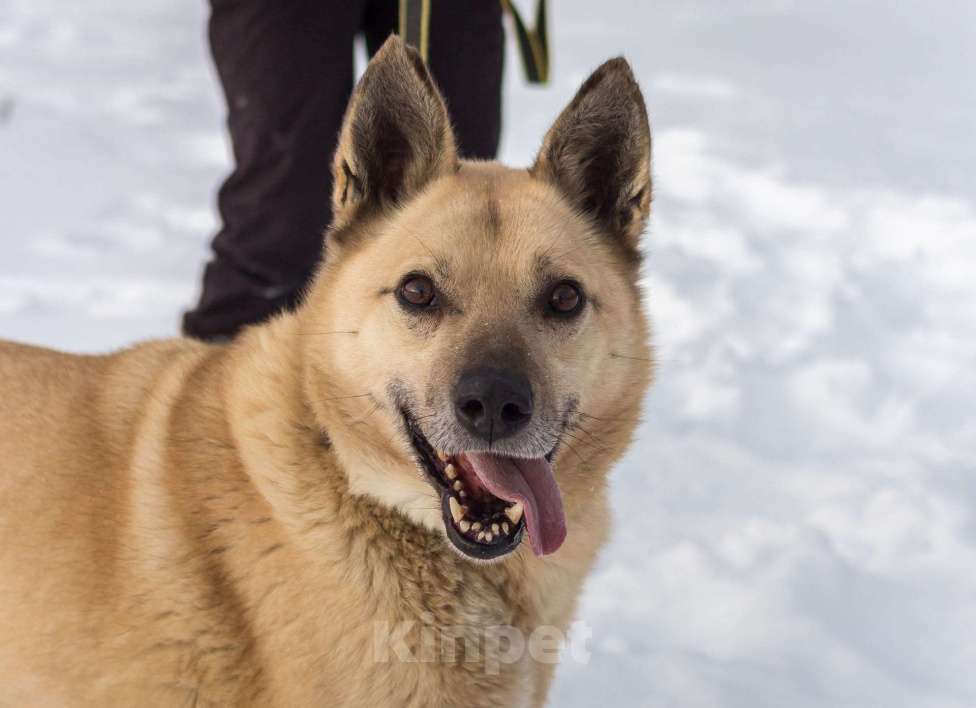Собаки в других городах Пермского края: Не пес, а звезда! Мальчик, Бесплатно - фото 1