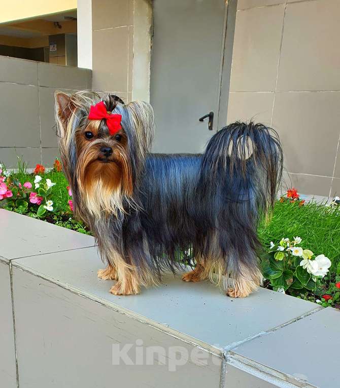 Собаки в Москве: МАЛЬЧИК МЕЛКИЙ СТАНДАРТ РКФ Мальчик, 40 руб. - фото 2