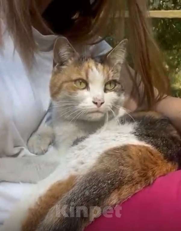 Кошки в Москве: Ласковая, трехцветная, абсолютно космическая кошка Анфиса в дар Девочка, 1 руб. - фото 2