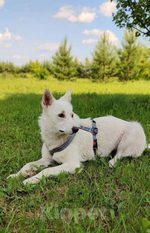 Собаки в Москве: Метис белой швейцарской овчарки Сахар (Саха) в дар Девочка, 1 руб. - фото 4