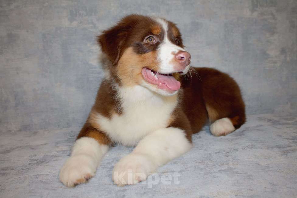 Собаки в других городах Московской области: Австралийская овчарка Мальчик, 50 000 руб. - фото 5