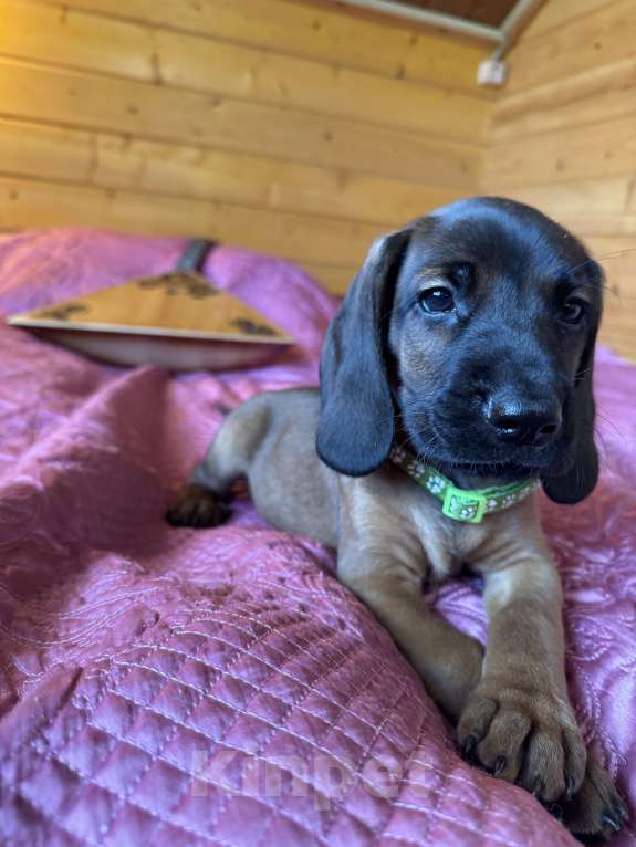 Собаки в Санкт-Петербурге: Щенки Баварской горной гончей Мальчик, 80 000 руб. - фото 2