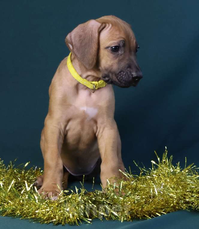 Собаки в Москве: Девочка Родезийского Риджбека  Девочка, 100 000 руб. - фото 8