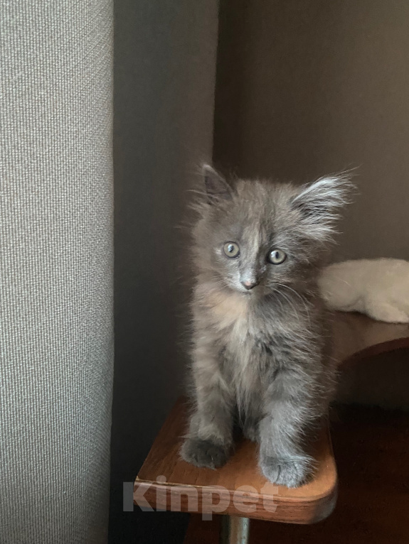 Кошки в Хабаровске: Котенок в добрые ручки Девочка, 1 руб. - фото 2