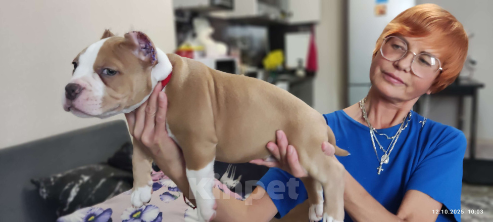 Собаки в Анапе: Щенок американского булли Мальчик, Бесплатно - фото 2