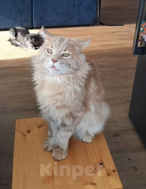 Кошки в Ржеве: Мейкун вязка Мальчик, Бесплатно - фото 1