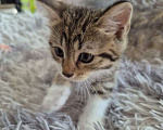 Кошки в Саратове: Котёнок Мальчик, Бесплатно - фото 4