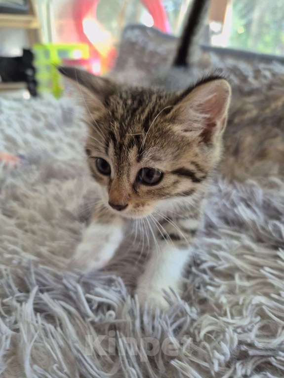 Кошки в Саратове: Котёнок Мальчик, Бесплатно - фото 4
