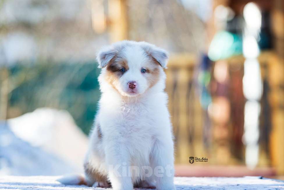 Собаки в Москве: Австралийская овчарка, аусси Девочка, 150 000 руб. - фото 5