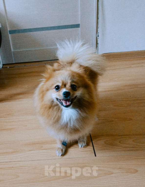 Собаки в Усолье-Сибирском: Немецкий шпиц Девочка, Бесплатно - фото 3