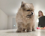 Собаки в Москве: Щенок померанского шпица  Девочка, 120 000 руб. - фото 6