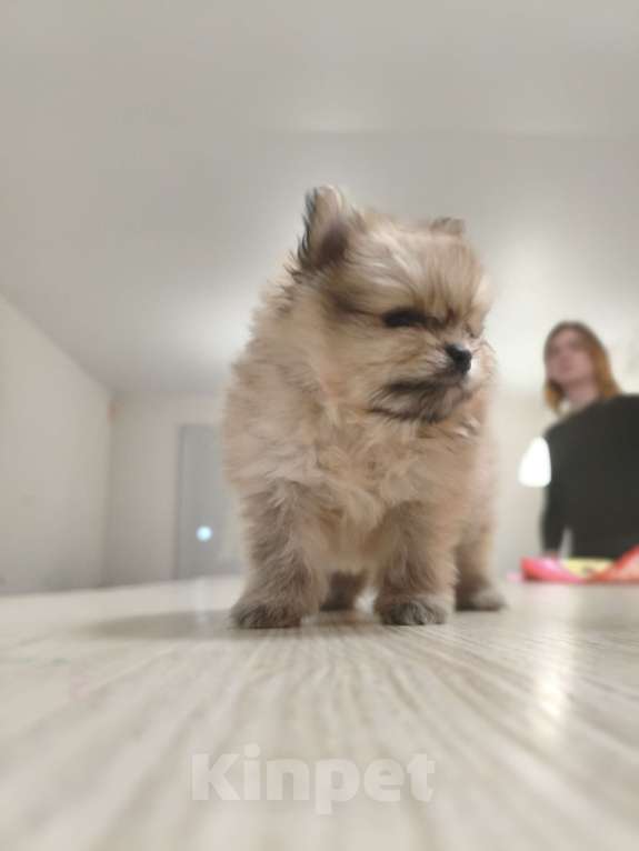 Собаки в Москве: Щенок померанского шпица  Девочка, 120 000 руб. - фото 6