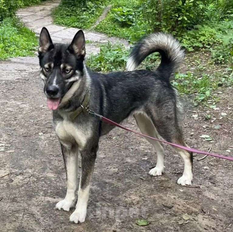 Собаки в Москве: Джуну выкинули к остановке Девочка, Бесплатно - фото 5