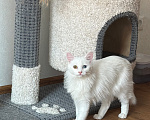 Кошки в Москве: Котенок в добрые руки Девочка, Бесплатно - фото 2