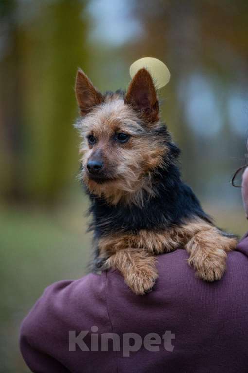Собаки в Москве: щенок редкой породы Девочка, 40 000 руб. - фото 1