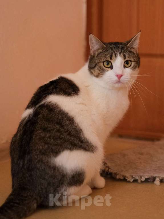 Кошки в Санкт-Петербурге: Тëма из приюта в добрые руки Мальчик, Бесплатно - фото 3