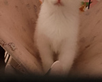 Кошки в Жуковском: Котенок девочка с мусорки Девочка, Бесплатно - фото 6
