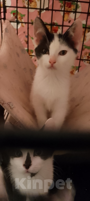 Кошки в Жуковском: Котенок девочка с мусорки Девочка, Бесплатно - фото 6