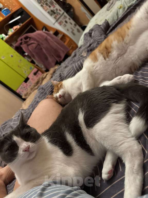 Кошки в Москве: Котик Тоша в добрые руки Мальчик, Бесплатно - фото 5