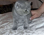 Кошки в других городах Московской области: Котенок-экзот Девочка, Бесплатно - фото 6