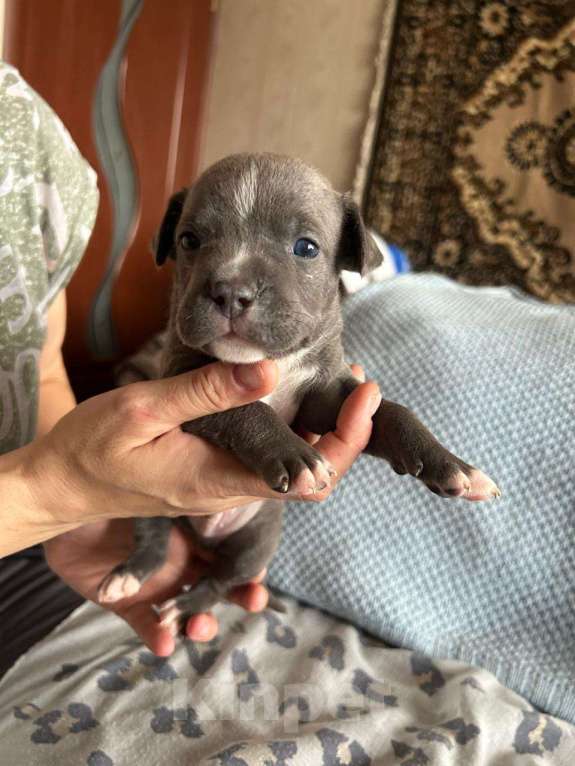 Собаки в Москве: Голубо- белый мальчик Мальчик, 75 000 руб. - фото 2