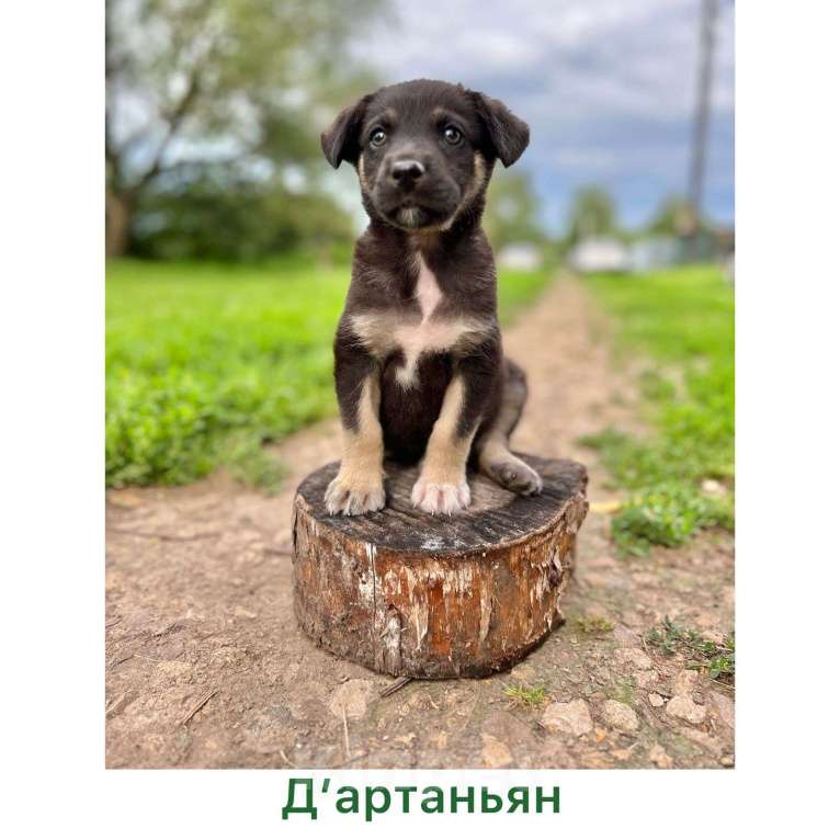 Собаки в Москве: Щенки от овчарки и хаски в добрые руки Мальчик, Бесплатно - фото 4