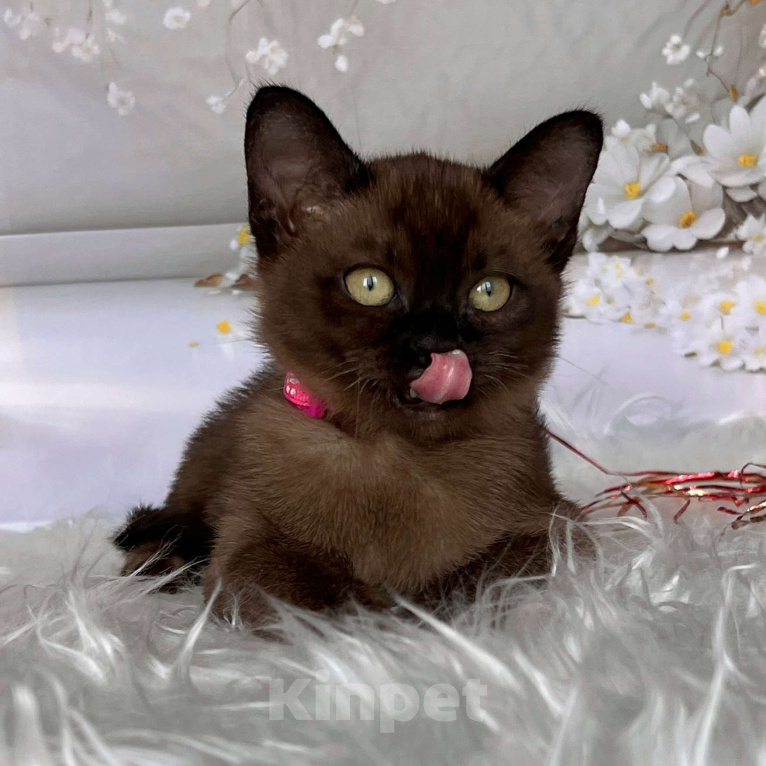 Кошки в Москве: Бурманский котёнок в соболином окрасе, девочка Девочка, 80 000 руб. - фото 3