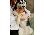 Собаки в Долгопрудном: Щенок Хаски ( девочка ) Девочка, 10 000 руб. - фото 6