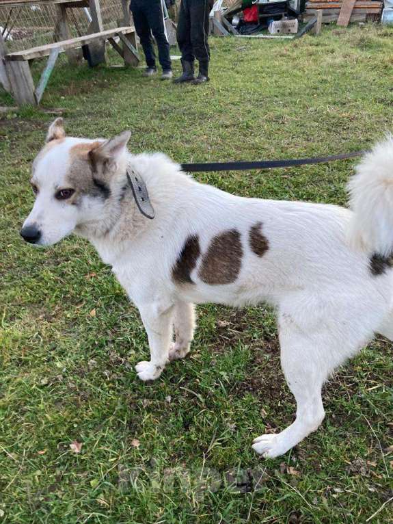 Собаки в Дзержинском: Умный хитрец пес Арчи в добрые руки Мальчик, Бесплатно - фото 3