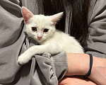 Кошки в Москве: Котёнок в добрые руки 2 месяца  Девочка, Бесплатно - фото 10