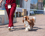 Собаки в Санкт-Петербурге: Кавалер кинг чарльз спаниель Вязка Мальчик, Бесплатно - фото 2