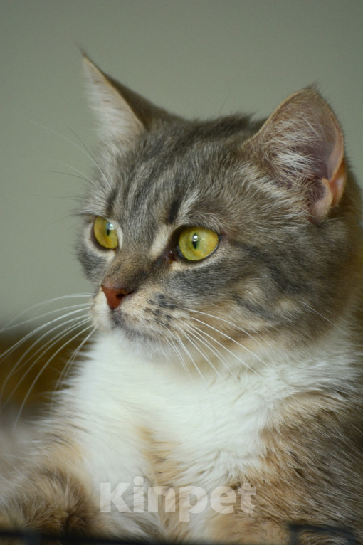 Кошки в Воронеже: Молодая кошка в добрые руки  Девочка, Бесплатно - фото 2