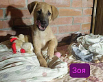 Собаки в Москве: Щенки, спасённые из ада ищут дом Девочка, 1 руб. - фото 5