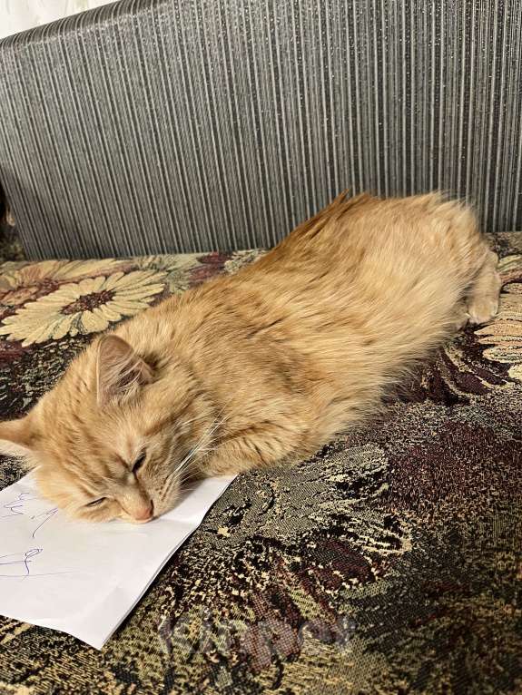 Кошки в Санкт-Петербурге: ищу доброго хозяина доброй кошке Девочка, Бесплатно - фото 8