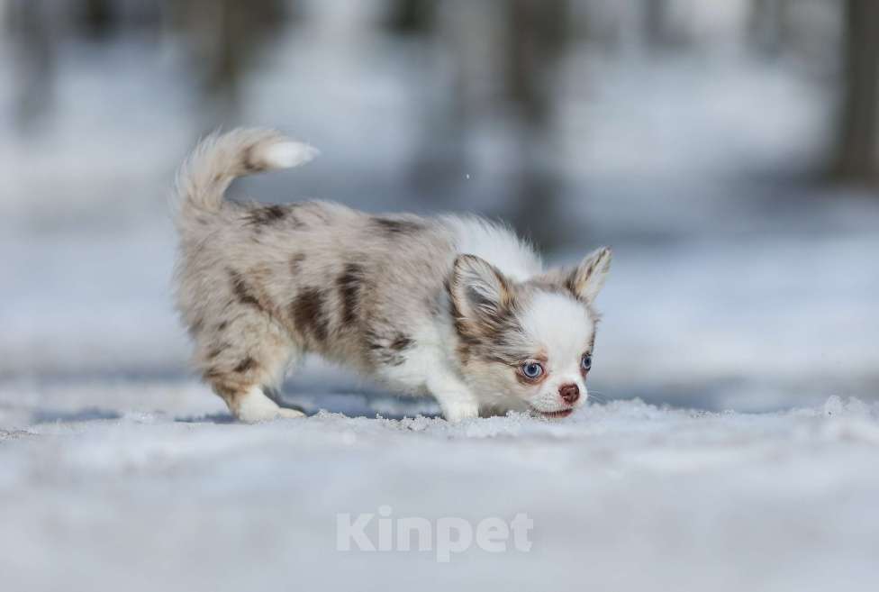 Собаки в Обнинске: Девочки чихуахуа меоле лиловая и шоколадная, голубые глаза Девочка, 60 000 руб. - фото 5